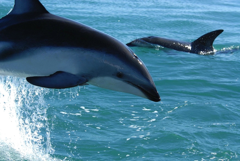 Animal dolphin ocean