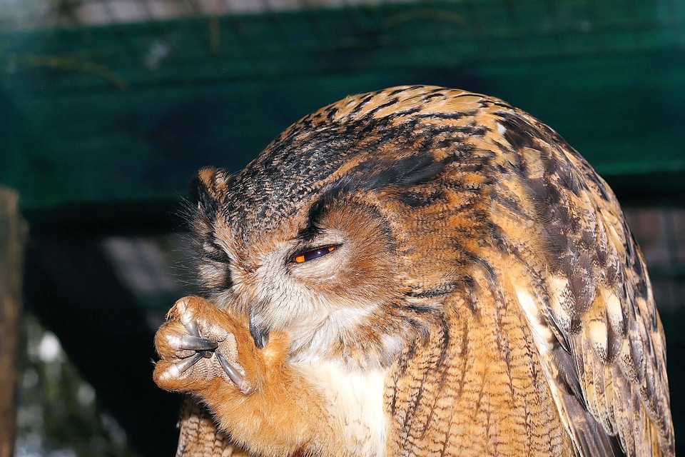 Animal bird eye