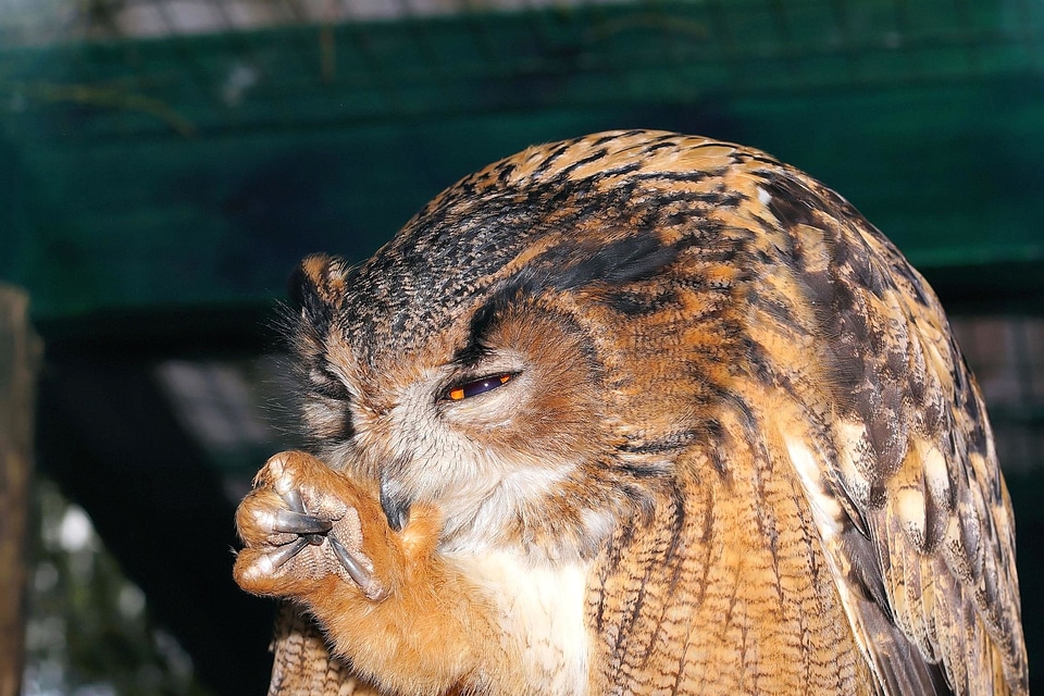 Animal bird eye photo