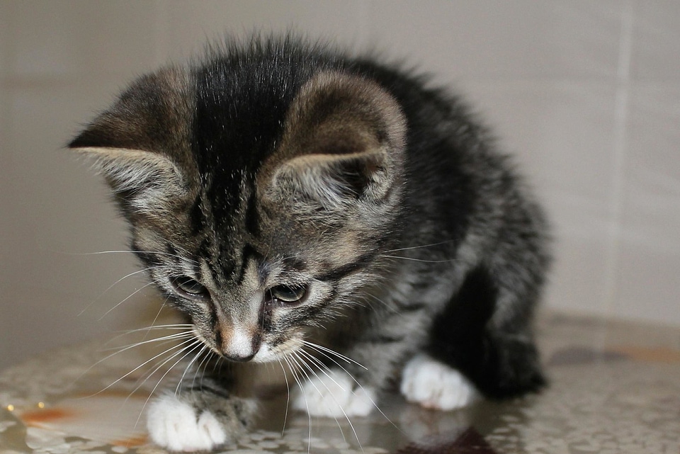 Animal beautiful photo cat