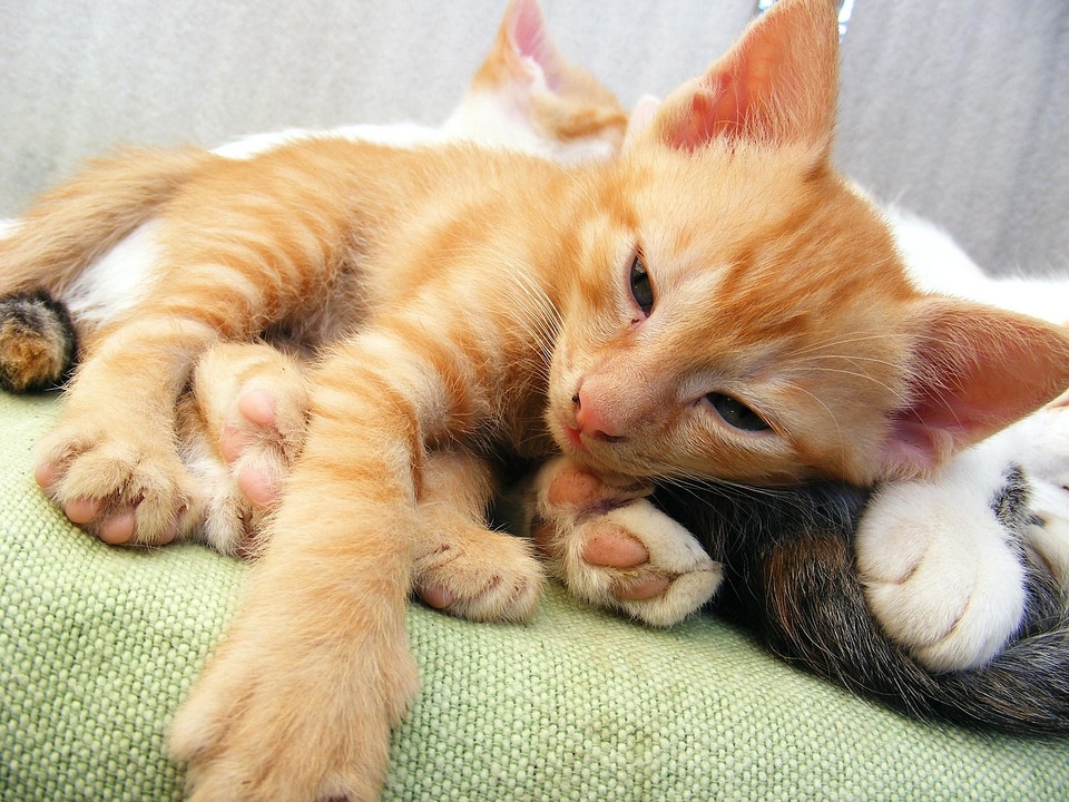Adorable animal baby