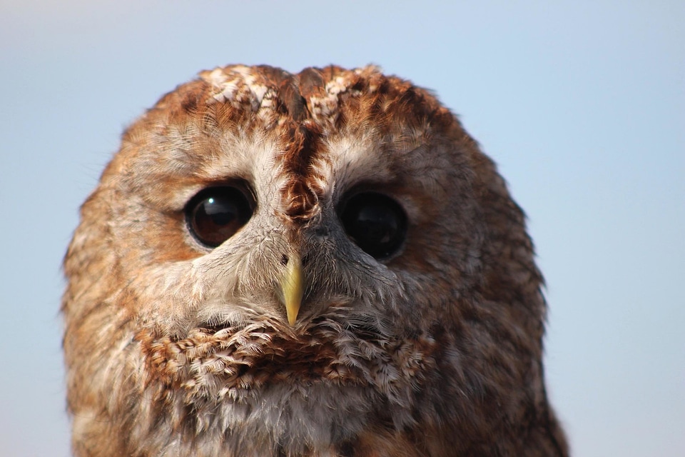 Animal beak bird photo