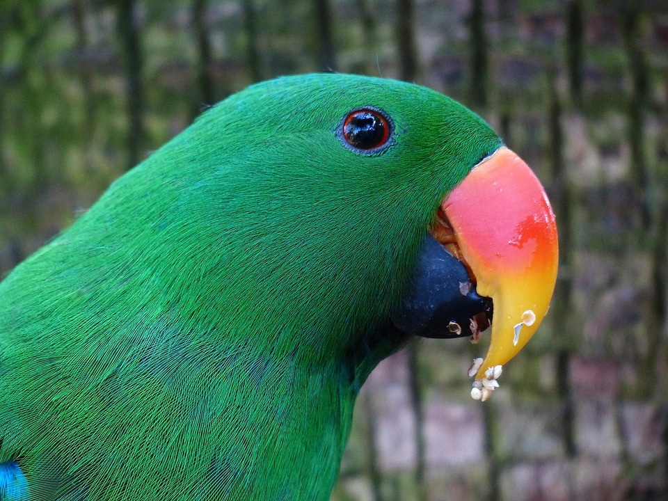 Animal avian beak photo