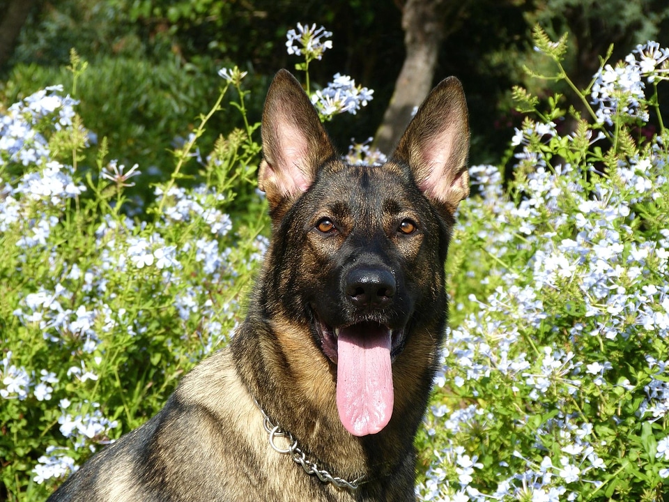 Animal beautiful photo canine