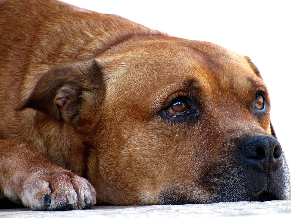 Adorable animal canine
