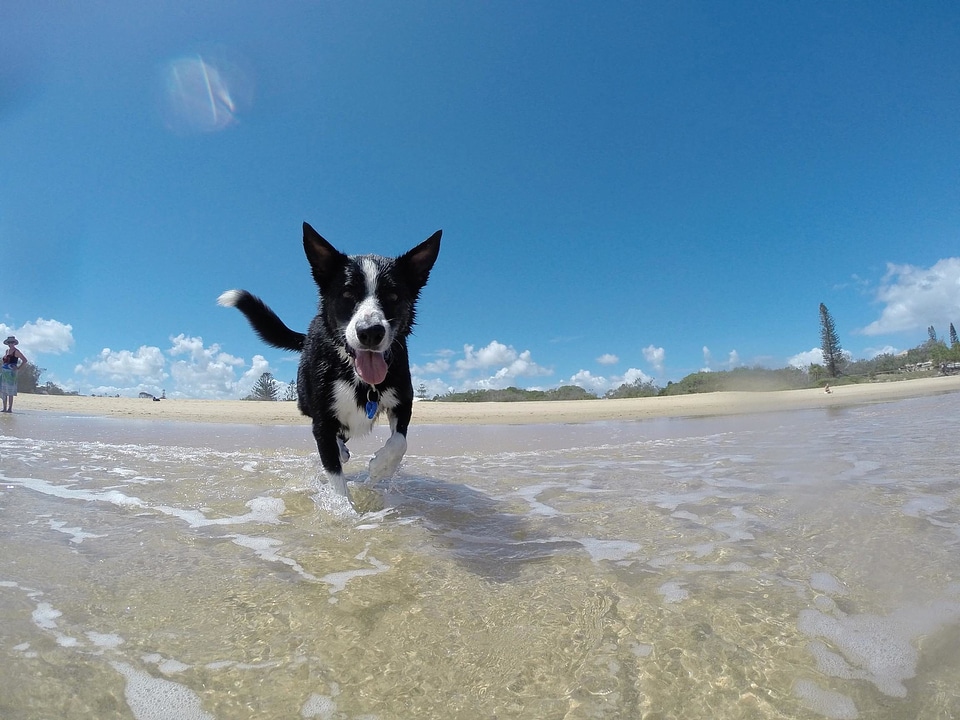 Animal beach burrow