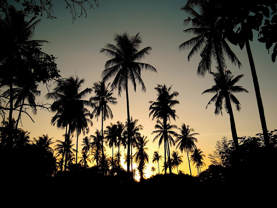 Backlight beach coconut
