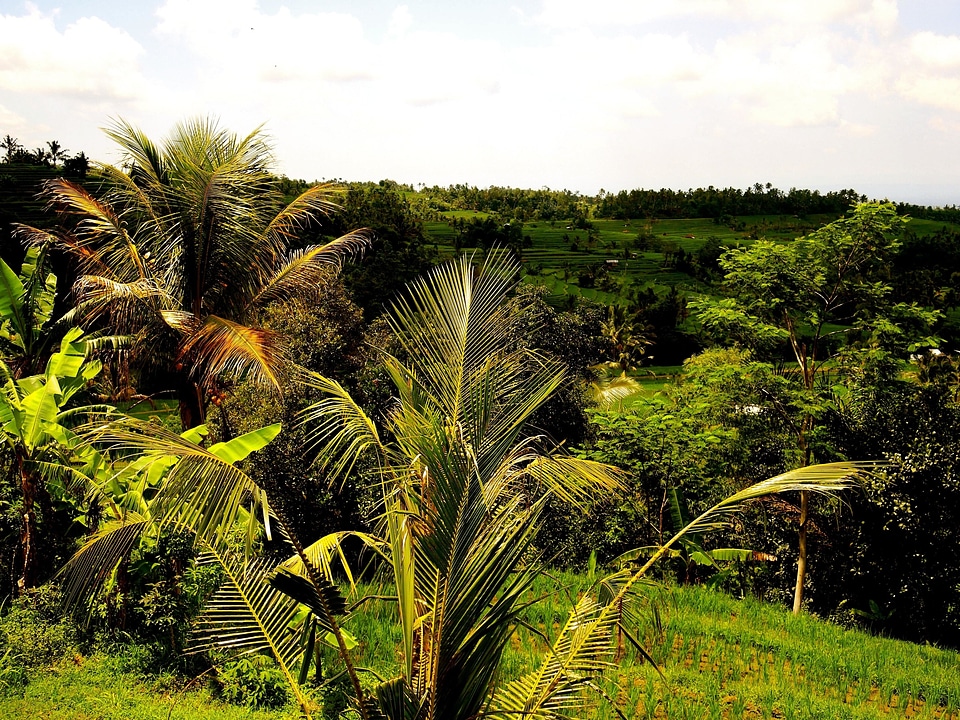 Coconut exotic flora