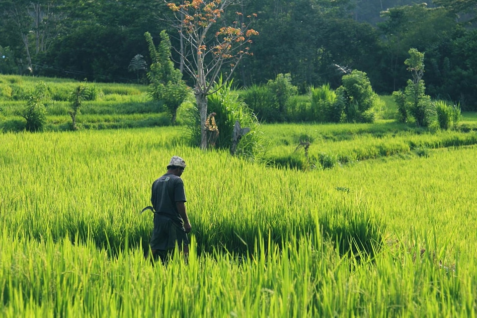 Agriculture countryside dark green