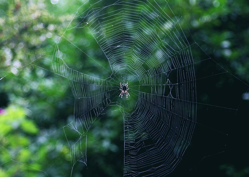 Animal arthropod bug