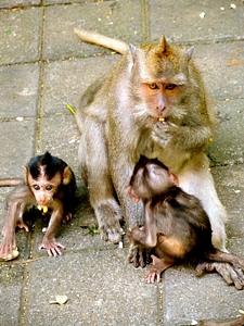Animal cute fauna