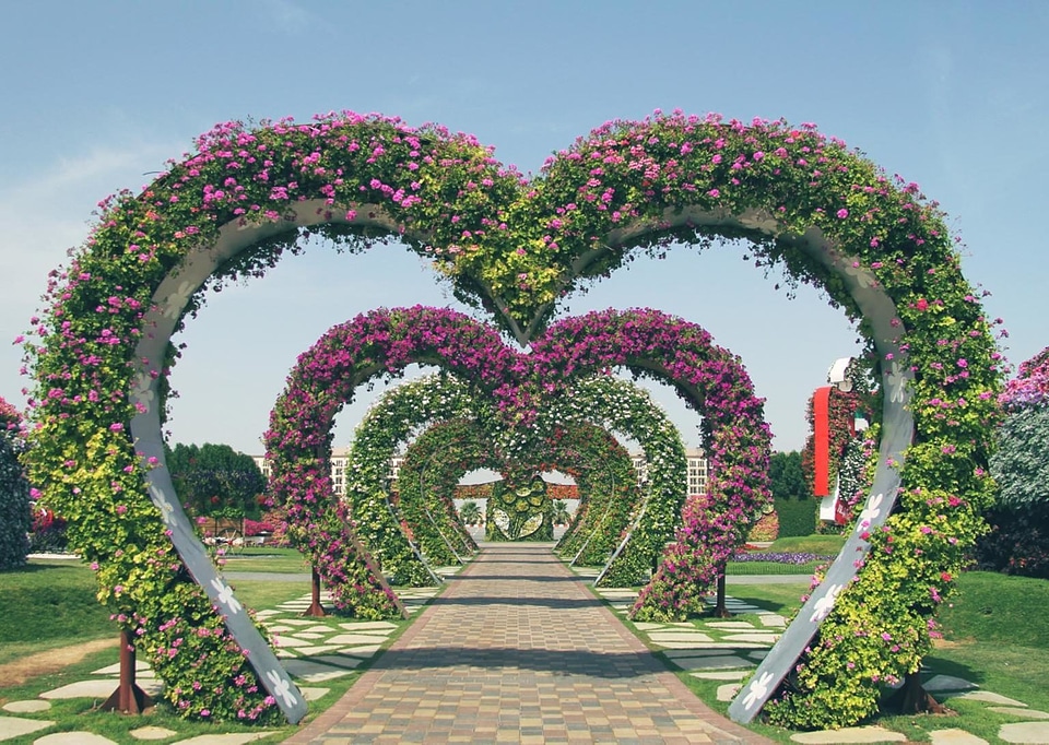 Beautiful Flowers beautiful photo blooming
