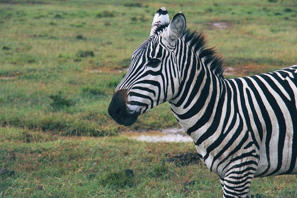 Africa animal beautiful photo
