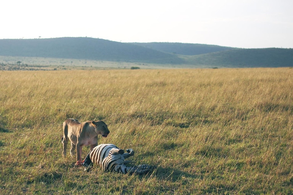 Animal daylight field
