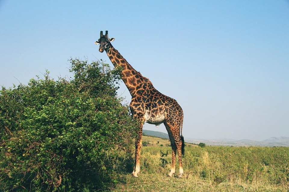 Africa animal beautiful photo