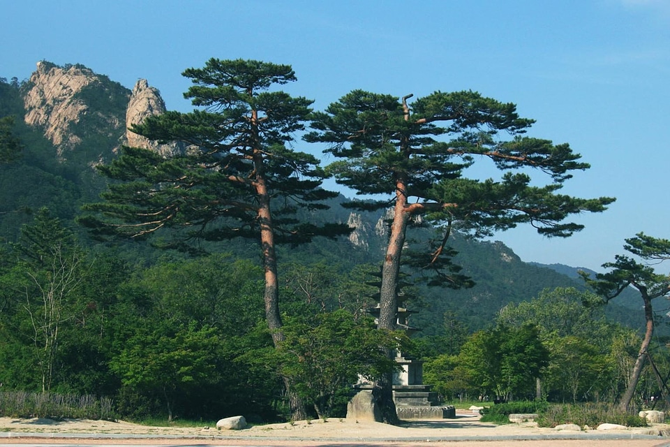 Conifer landscape nature