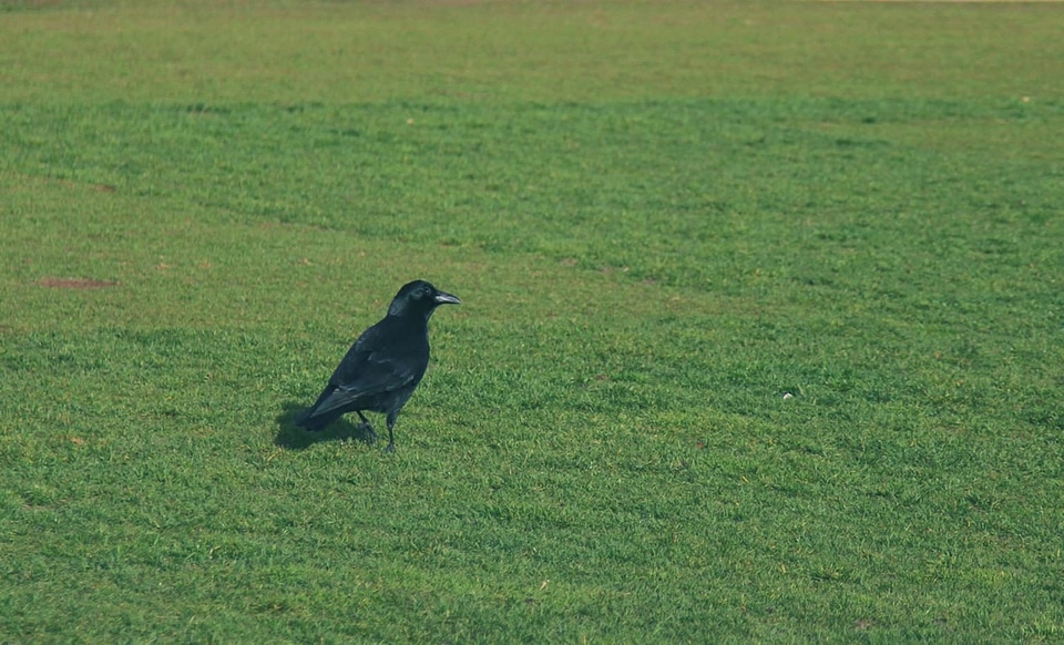 Animal beak bird photo