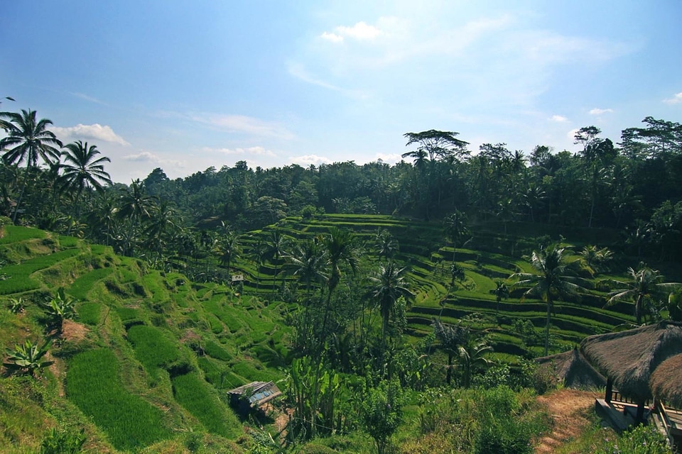Agriculture hill landscape
