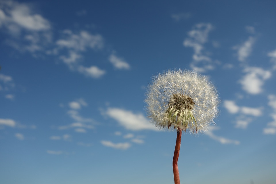 White fleecy cloud landscape