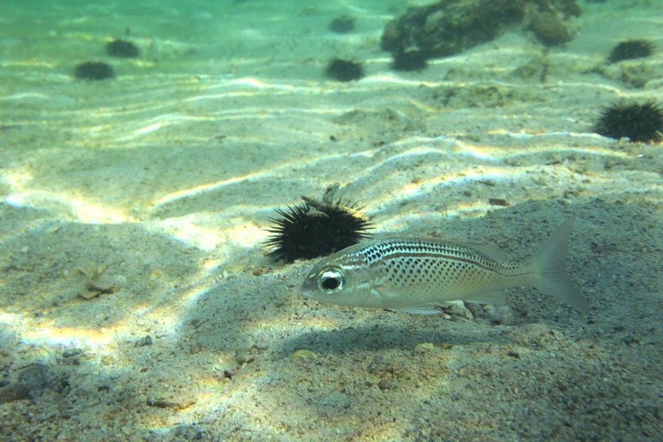 Animal coral daylight