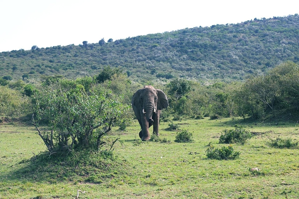 Africa animal bush
