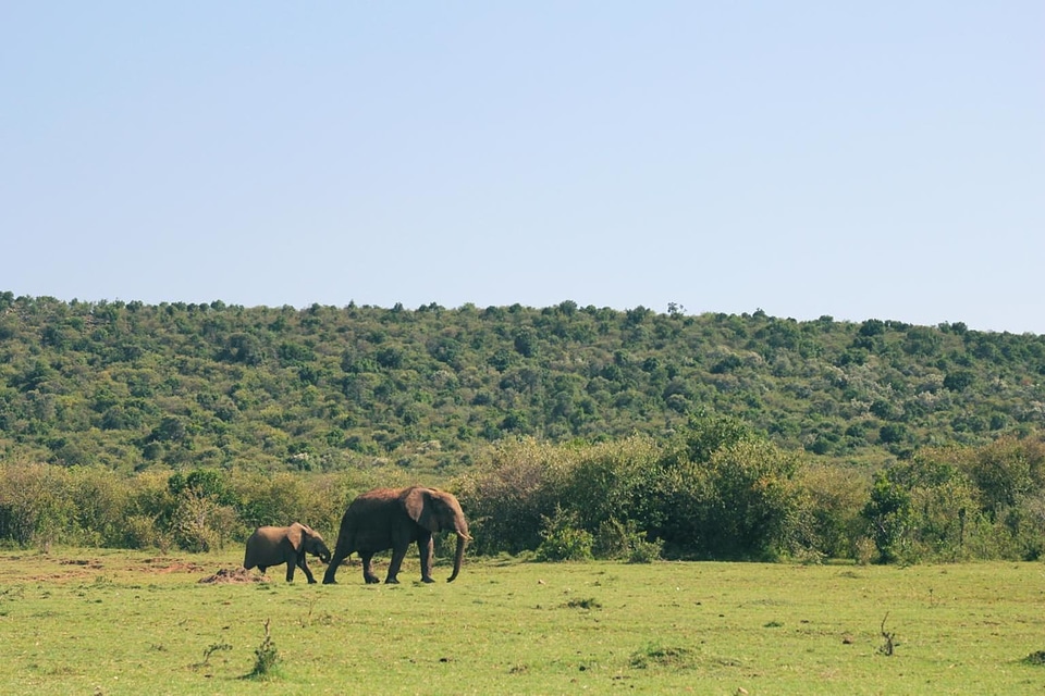 Africa animal daylight
