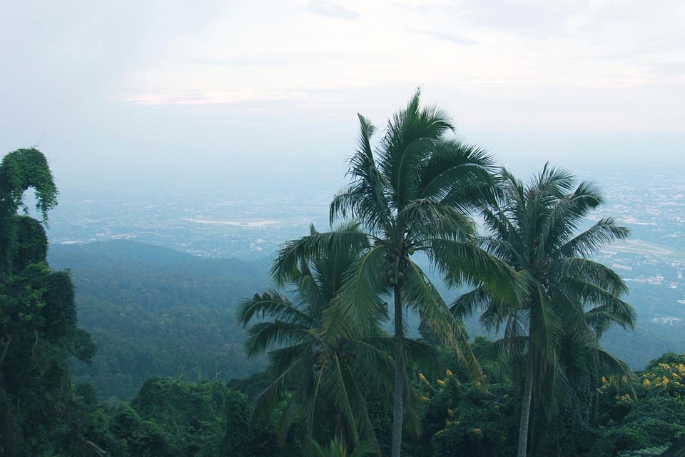 Coconut exotic fog