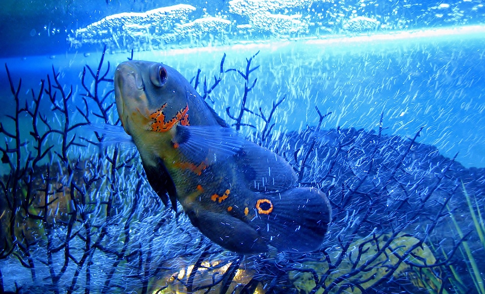 Underwater aquatic swimming photo