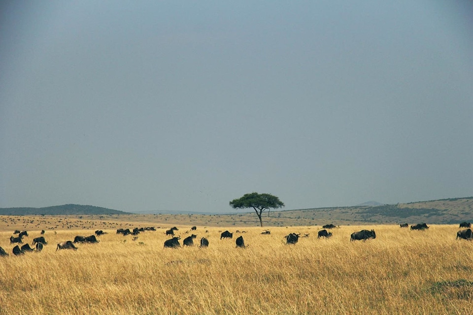 Africa agriculture animal