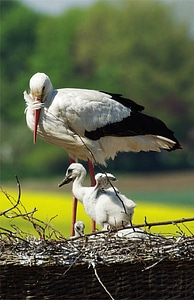 Stork young stork storchennest photo