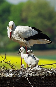 Stork young stork storchennest