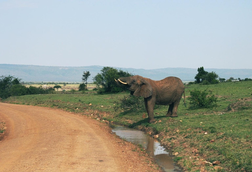Africa animal elephant