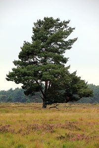 Landscape senne grass