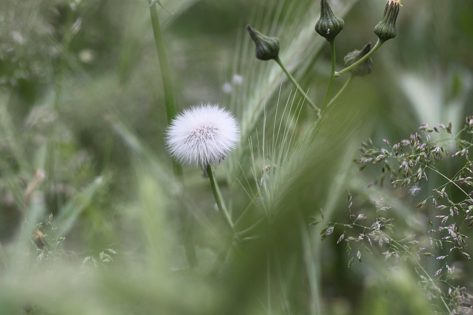 Macro flora flower