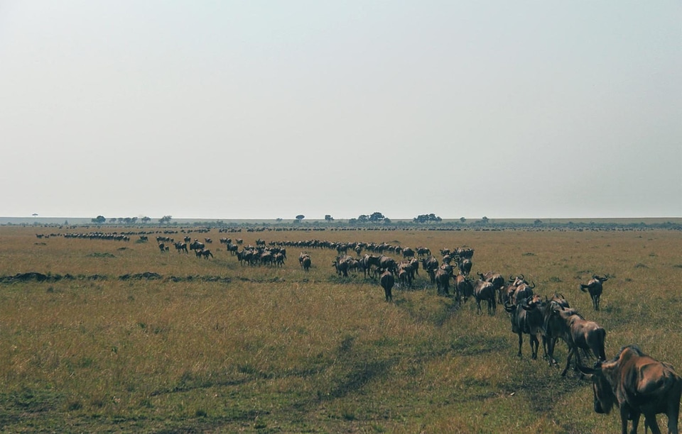 Africa agriculture animal