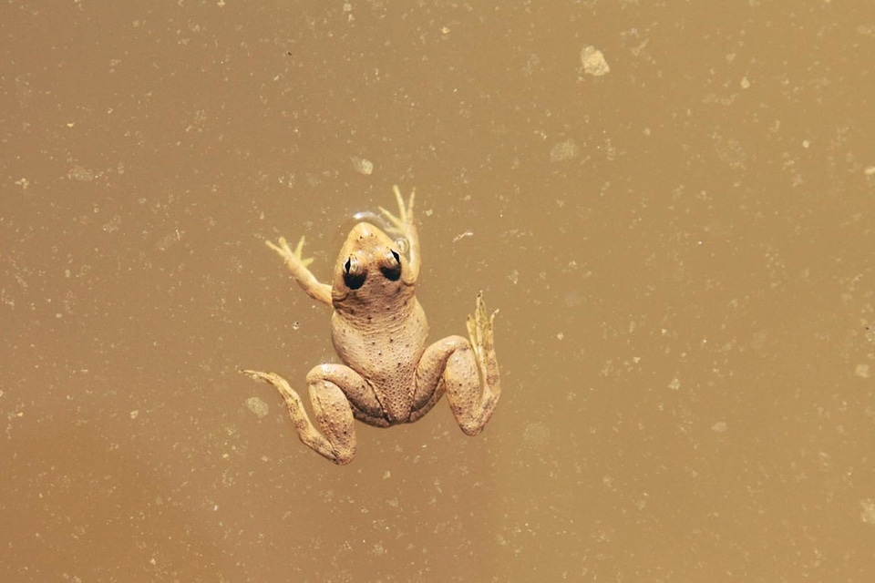 Amphibian animal daylight
