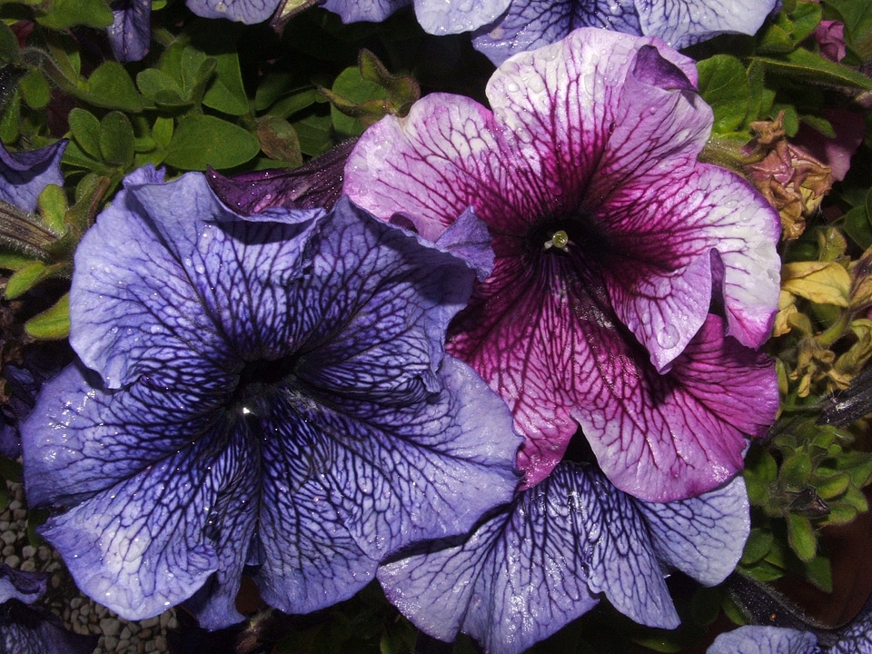 Blue flower blue flowers flowers