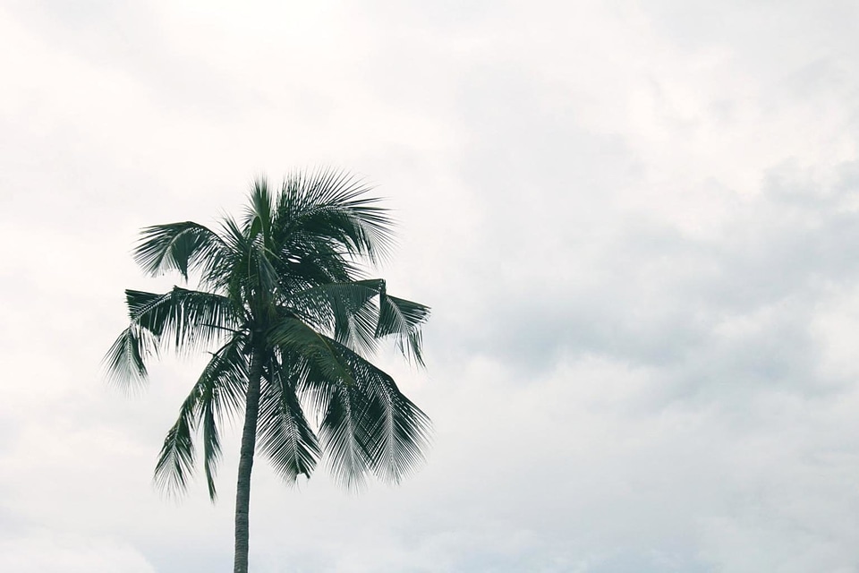 Beach beautiful photo coconut