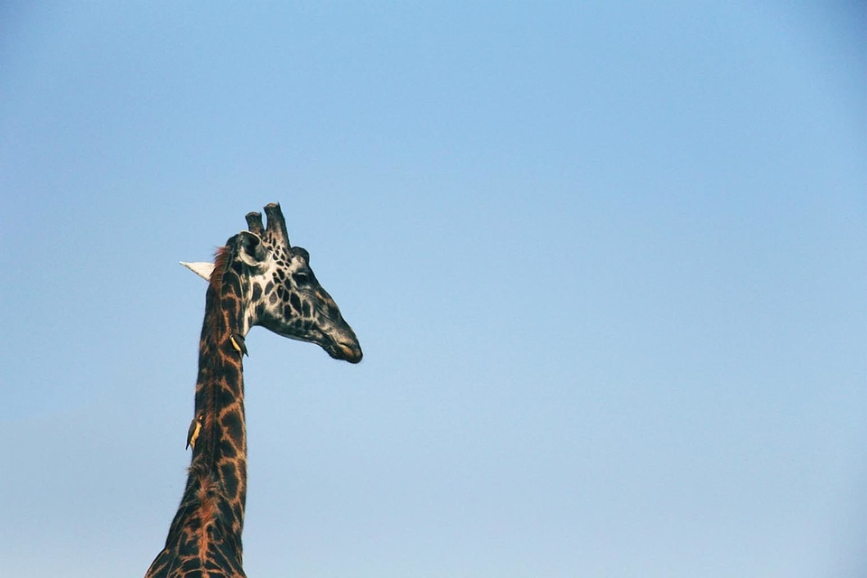 Africa animal bird