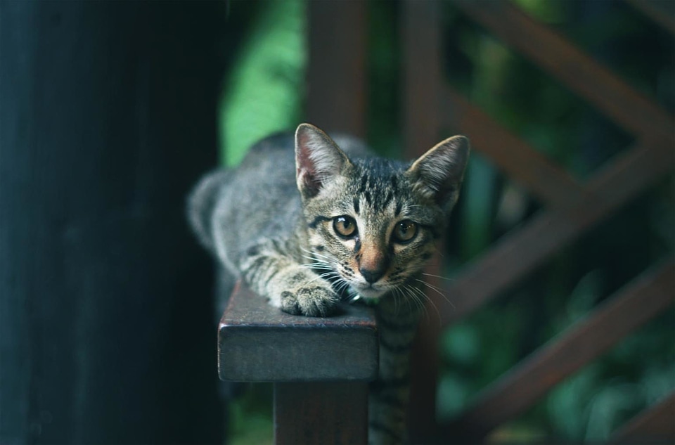 Animal cat cute