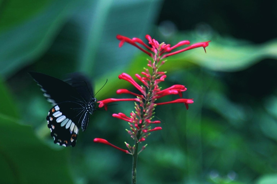Animal arthropod beautiful flowers