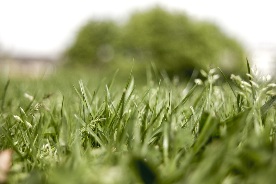 Dark Green field flora