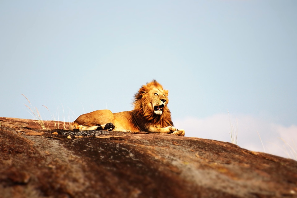 Africa animal carnivore