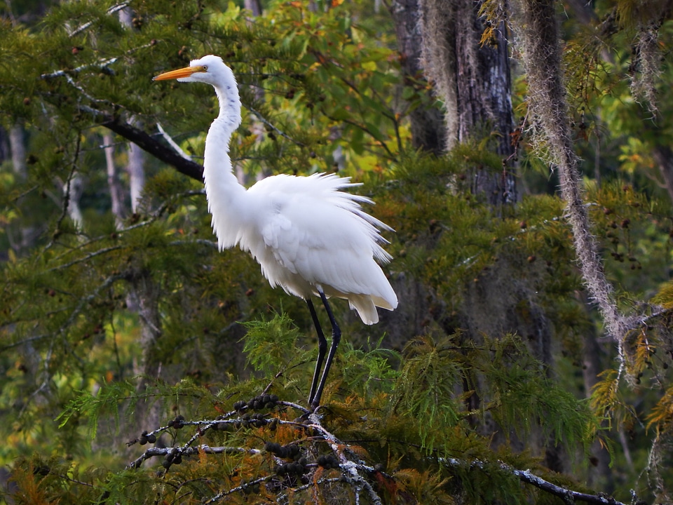 Wildlife state park