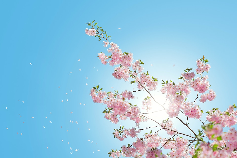 Beautiful Flowers blooming blossom