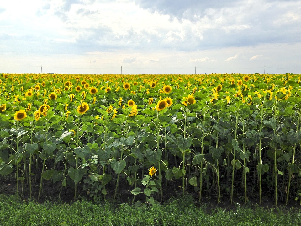 Agriculture cloud cloudy