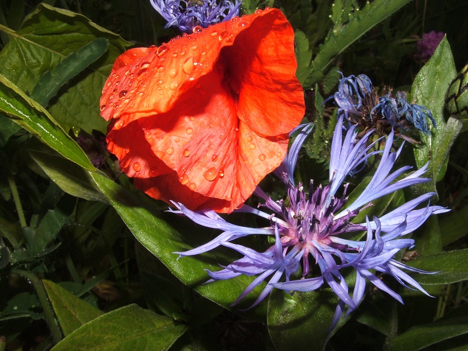 Red flower blue flower flora