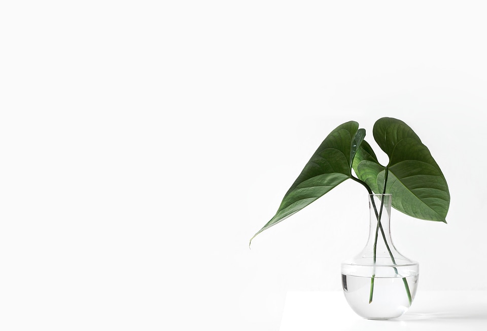 Beautiful Photo dark green ecology