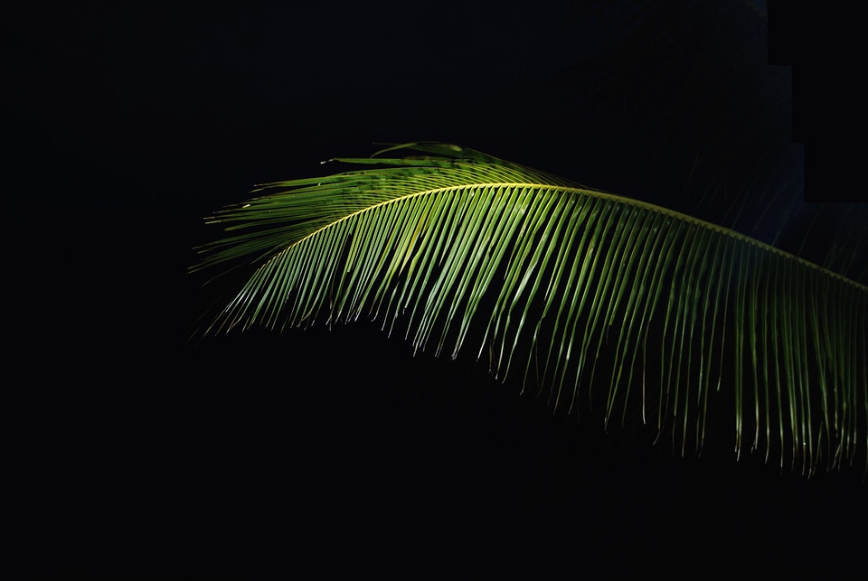 Black dark dark green