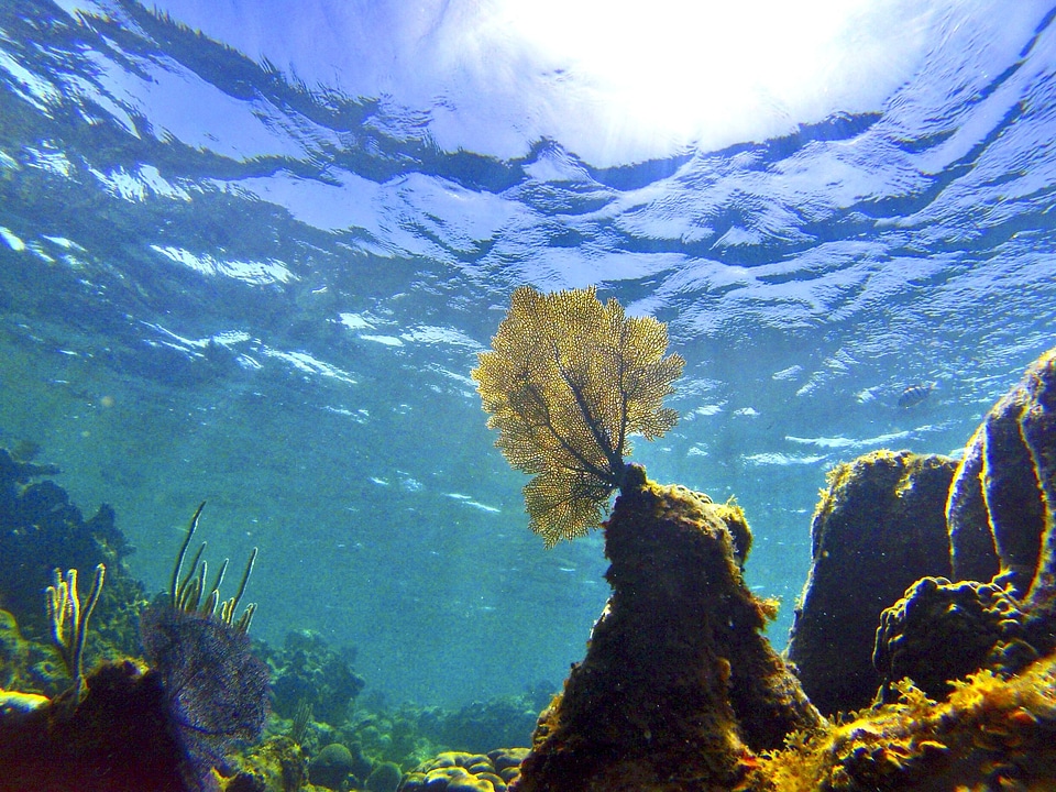 Deep ecosystem landscape